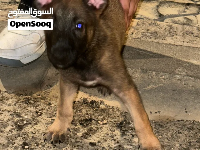 جرو مالينو للبيع