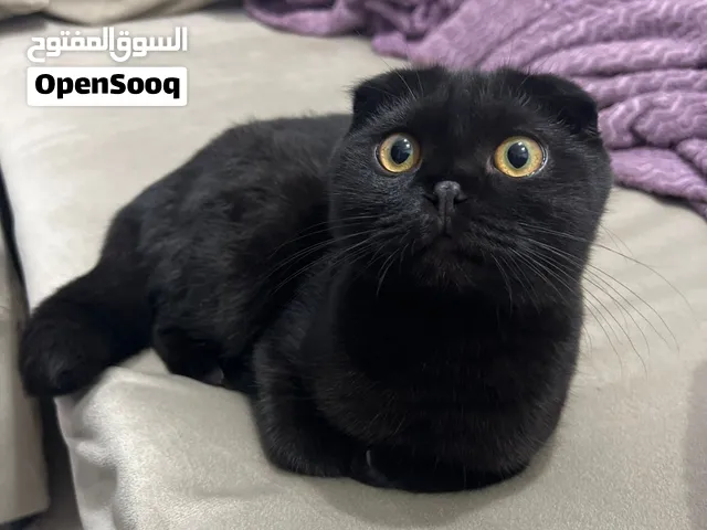 قطط للتبني