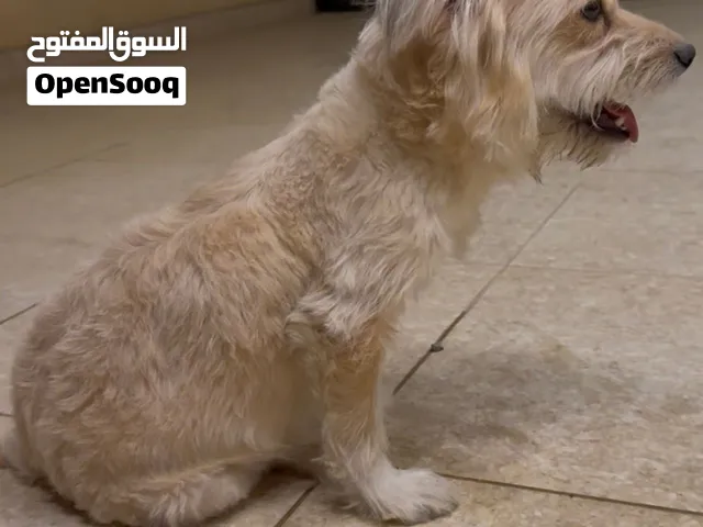 للبيع كلبة مالتيز أليفة وهادئة وجميلة، ومناسبة للتربية المنزلية .