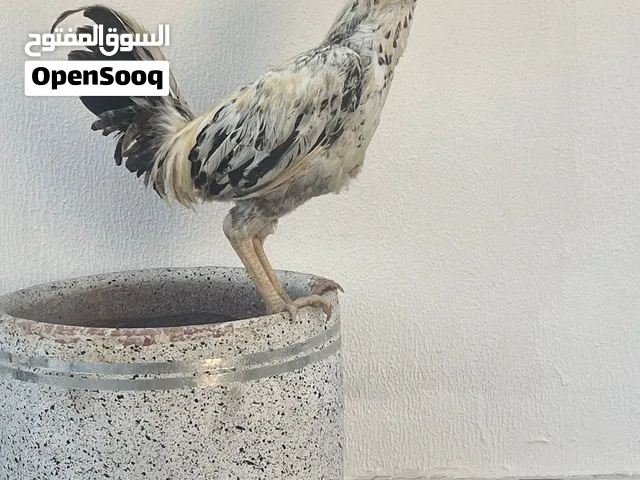 ديك للبيع بكستاني