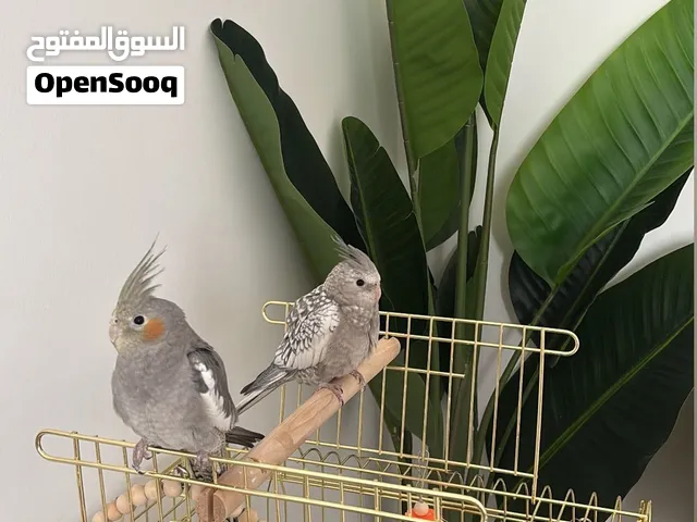 كروان اليف للبيع