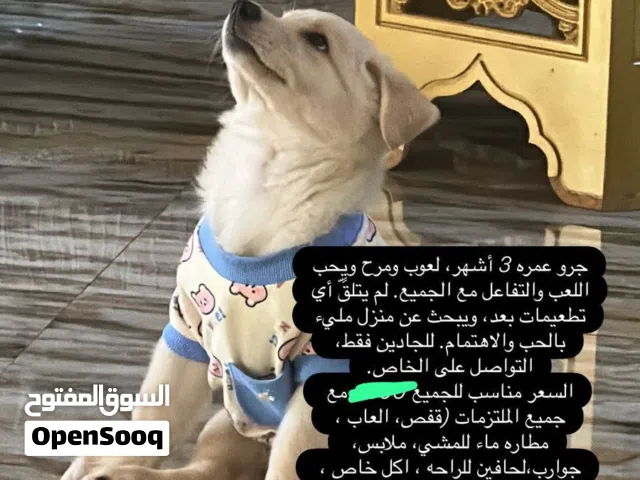 كلب جولدن عمر ثلاث شهور