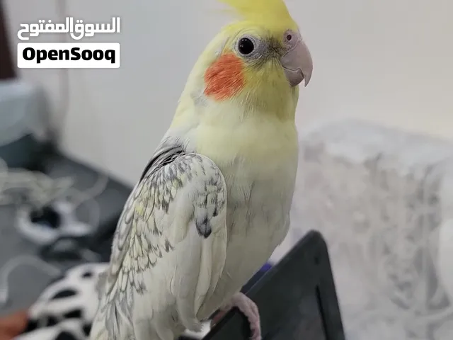 زوج كوكتيل  ذكر بايد بريل اليف   انثى لاتينو عيون حمر   مع الفرخ اليف جدا