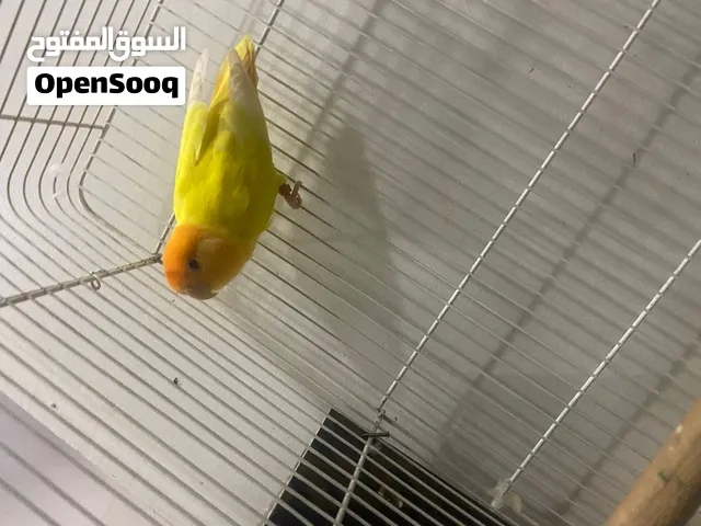 طير متعلم بيضه مرتين جاهزه حق الإنتاج