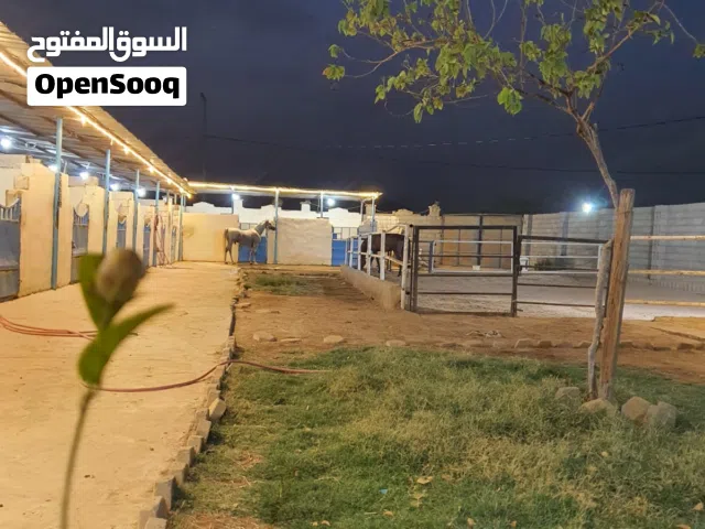 مربط نواصي الخير (رعاية متكاملة 4 وجبات)