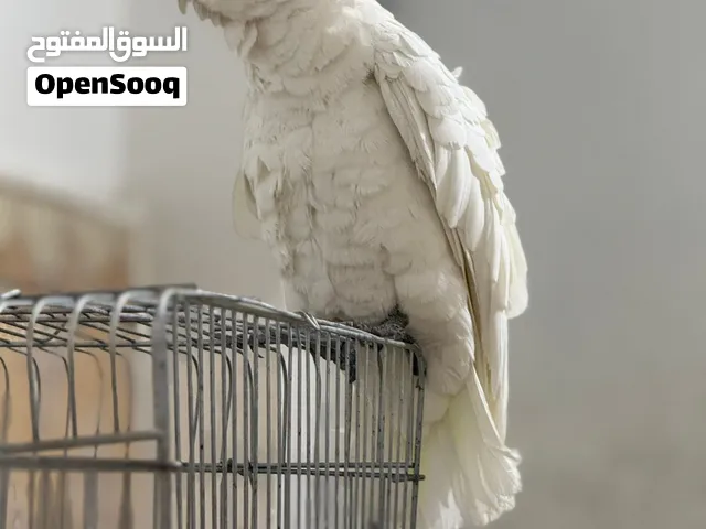 اقرى الوصف كوكاتو مستعجل على بيعته