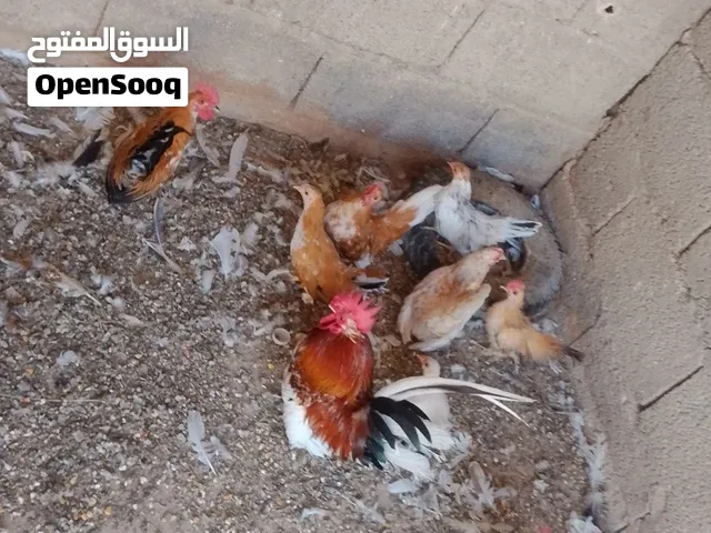 دجاج ربي يبارك موصفات عاليا