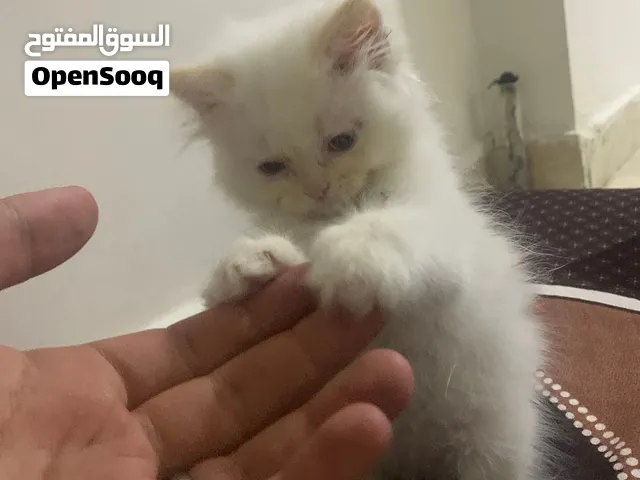 قطة هملايا أورنج للبيع