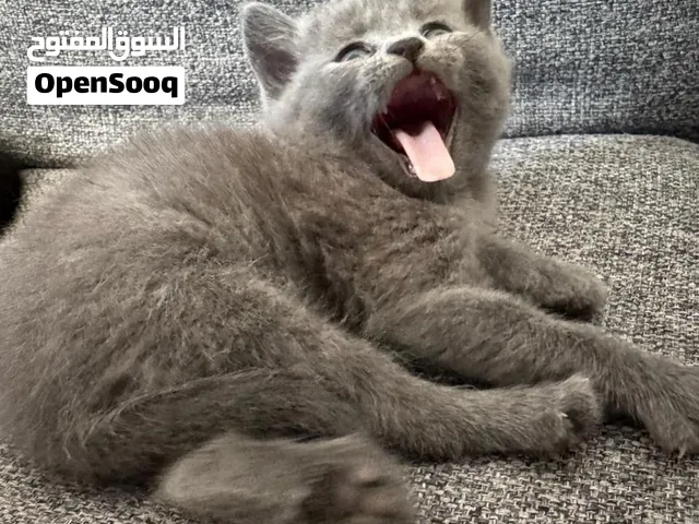 900AED British Shorthair Kittens purebred