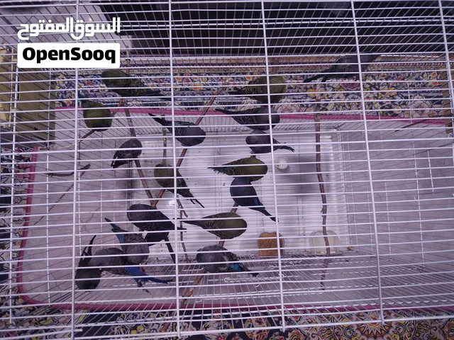 بلاكات للبيع 9 ازواج بصحه جيده مال محميه نشاط خير من الله اعمارهم 8 اشهر فما فوق