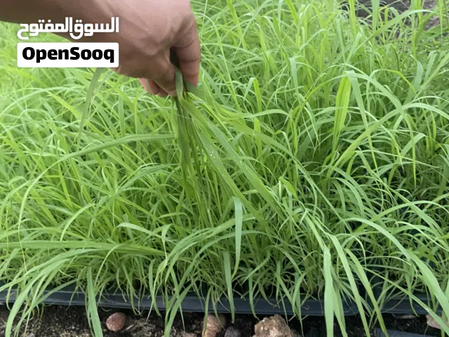 اطباق شتلات بلوبنك