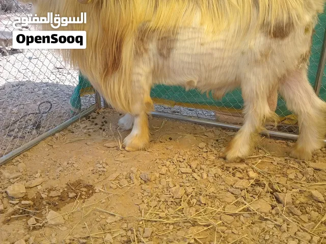 تيس هديد من حلال الرحوب