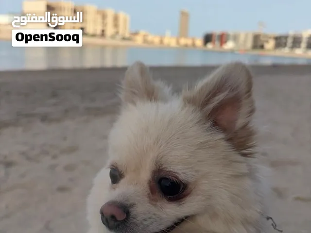 للبيع كلب لعوب