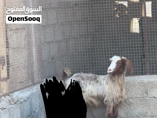 شاه للبيع .
