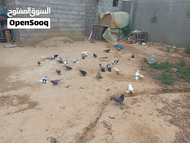 حمام للبيع جملت وقطاعي