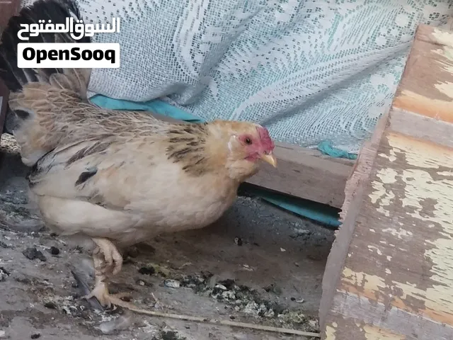 بيع دجاج وشراء