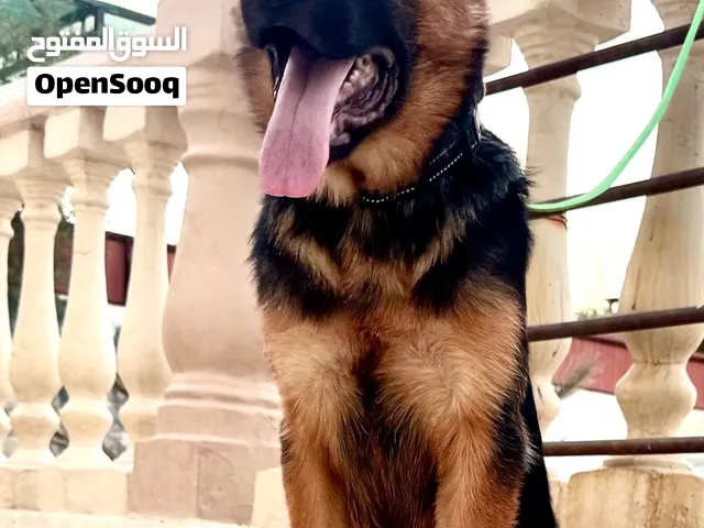 للبيع جيرمين شيبرد ذكر ونثيه