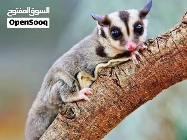 شوقر قلايدر للبيع