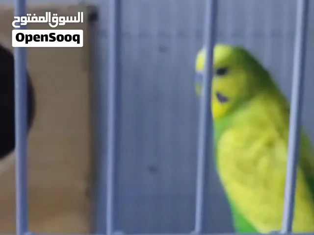 Budgies Pair with cage