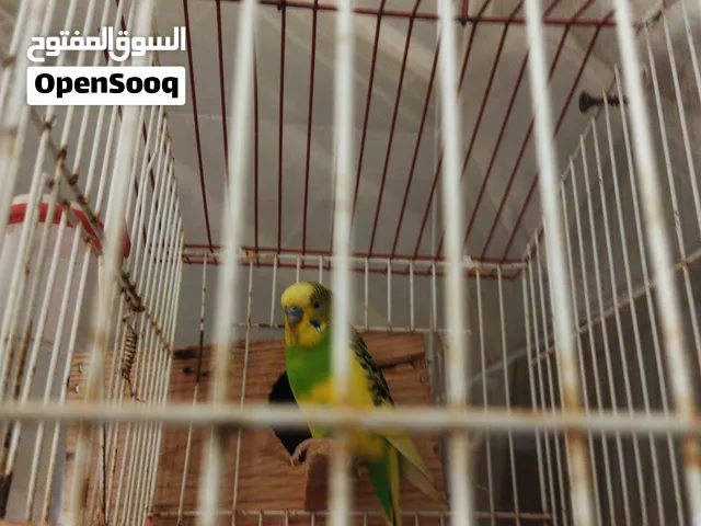 للبيع  السعر سلوم بنغازي