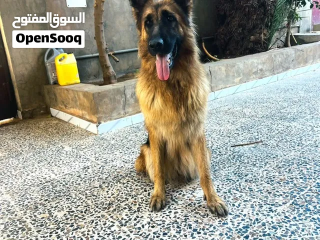 كلبه انتيا للبيع