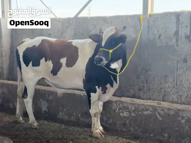 عجل للبيع للستفسار اتصل على رقم