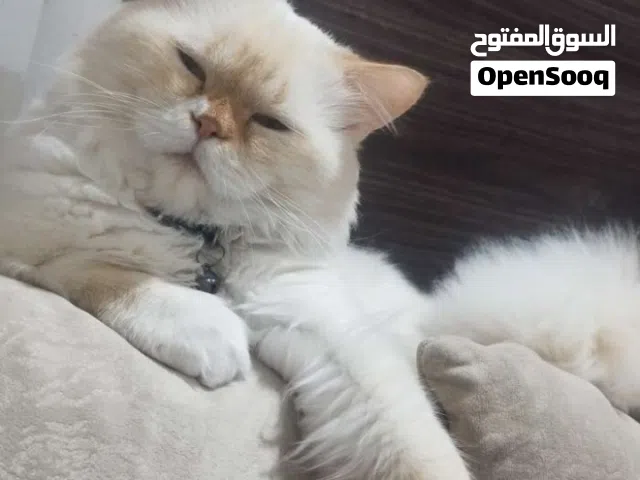 قط هيملايا للتبني