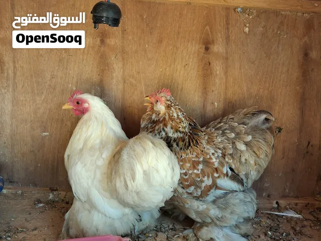 زوز دجاجت استرالي