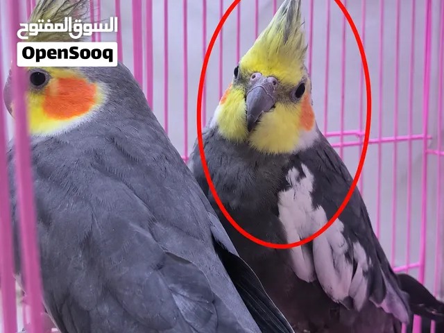 زووج كوكتيل للبيع حلوات كلش ويغردن بس انا ما عندي مكانهن مخليهن جوة بالبيت ويوصخن هواي