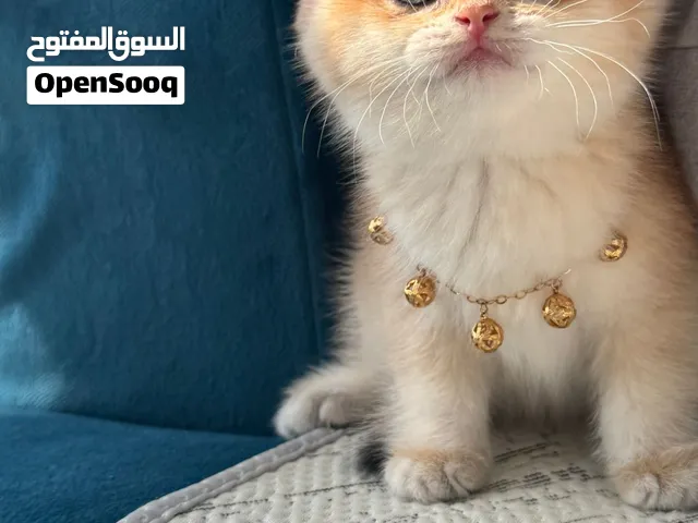 Britsh short hair بريتش شورت هير