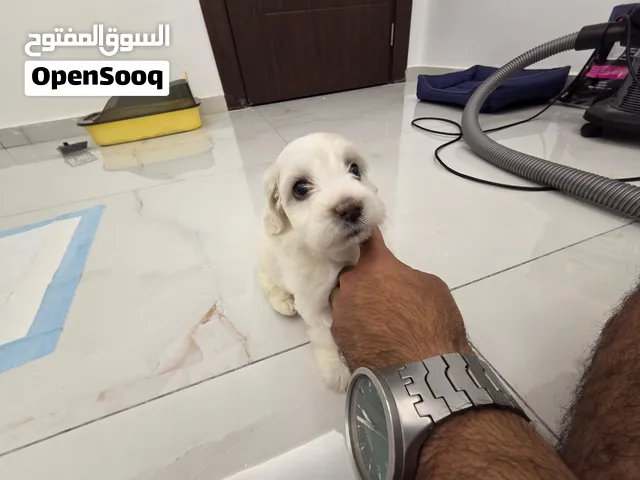 كلب مالتيز تيرير حجم صغير لا يكبر كثير مناسب للمنزل والاطفال