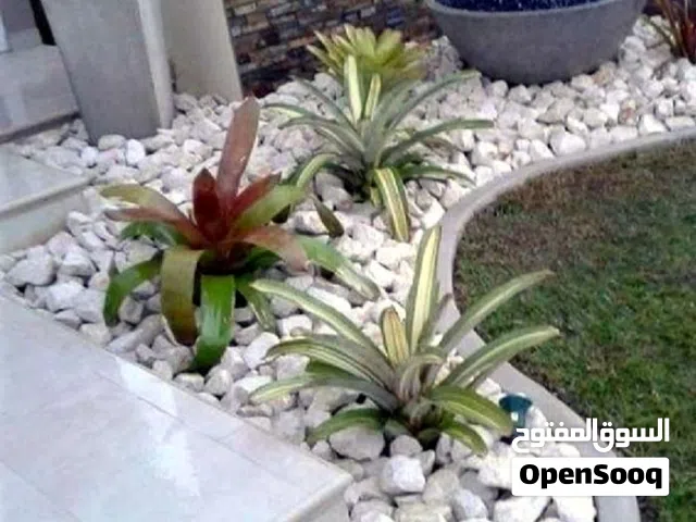 حجر زينة بكل الأحجام