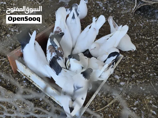حمام  مدينه للبيع تصفيه