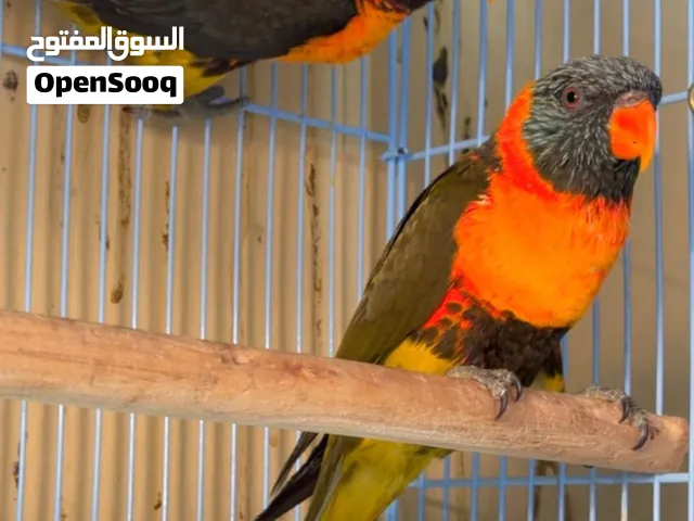 للبيع ازواج كويكر وأزواج لوري وأزواج كنيورات