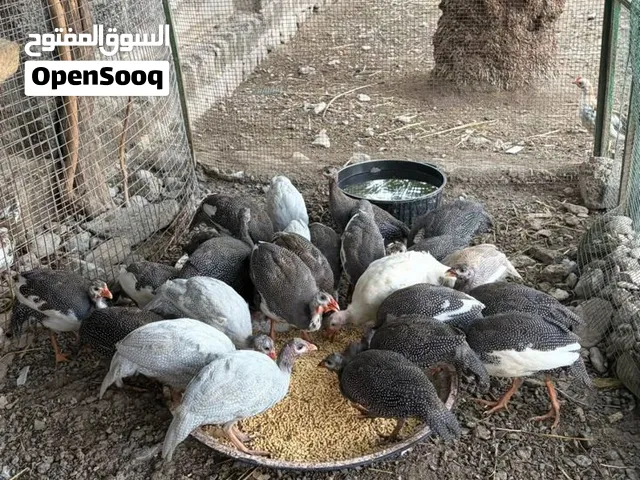 دجاج حبشي .