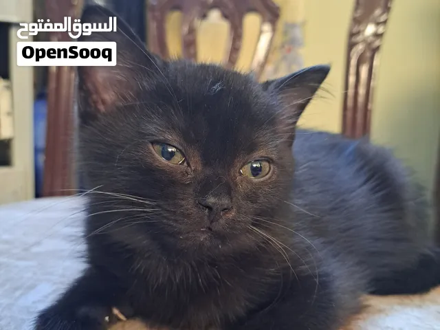 kitten male , scotch straight-eared