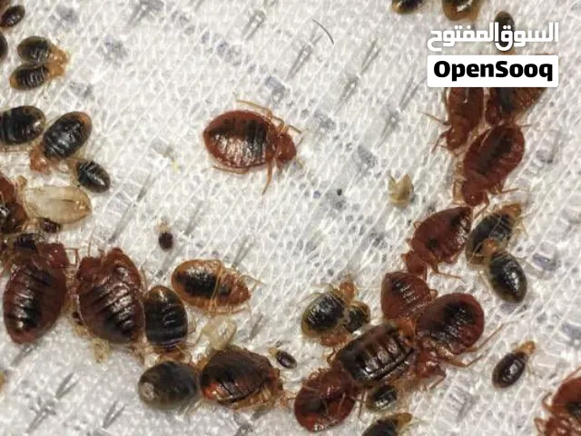 مكافحة حشرات بالمدينة المنورة مكافحة الصراصير وبق الفراش
