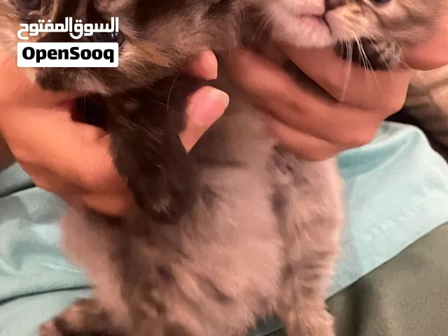 قطط سيامي العمر تقريباً شهر