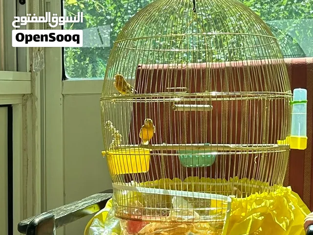 قفص عصفور ذهبي كبير بسعر 20 دينار Birds Cage