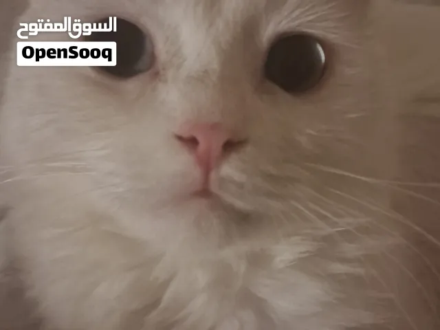 بدور على حد يتبنى القطة ويعاملها كأنها فرد من عيلته.