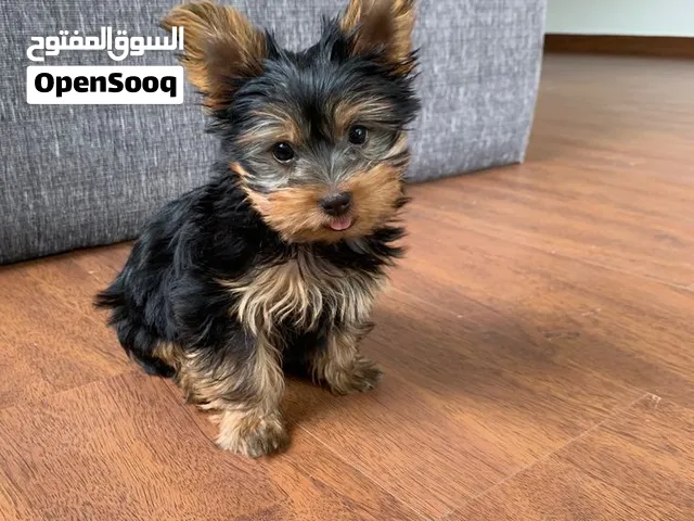Yorkies puppies