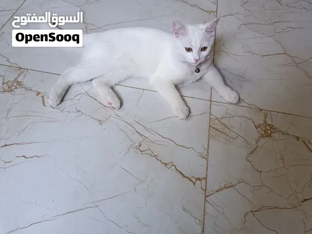قطة لتبني عمرا 5 شهور