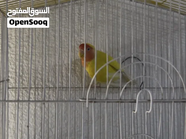 قندوره روز