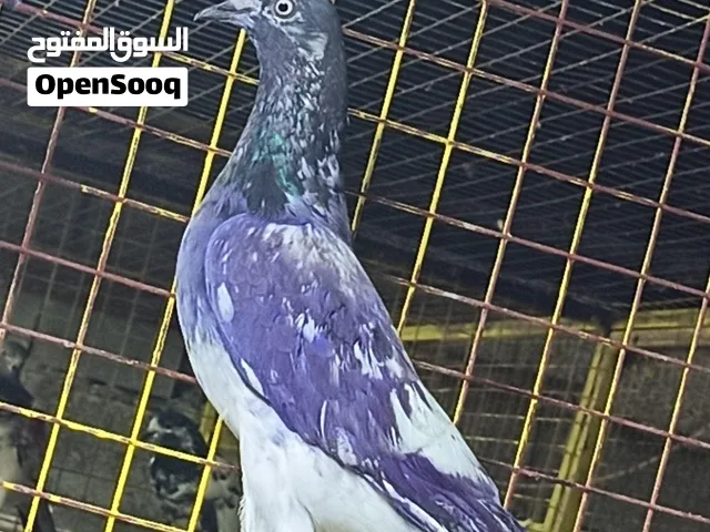طيور للبيع حمام باكستانيات فروخ و دجاج باكستانيات جاهزات