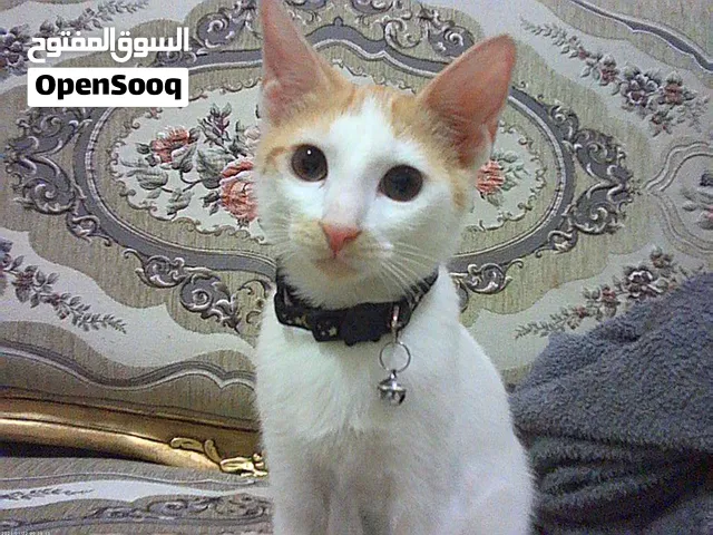 قط للتبني ذكر عمره 6 اشهر