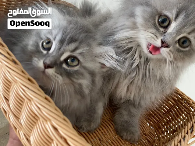 جوز قطط للبيع العمر شهرين ونص