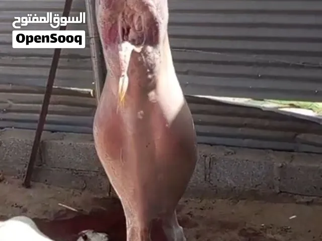 للبيع: ماعز عماني وصومالي