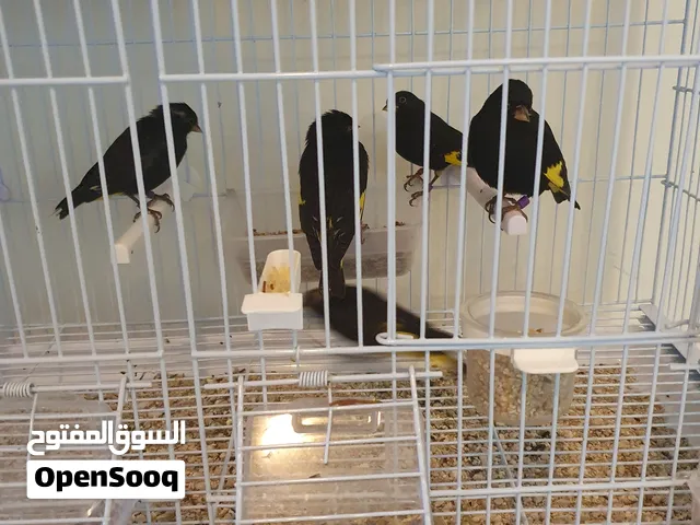 سسكن اسود بوليفي