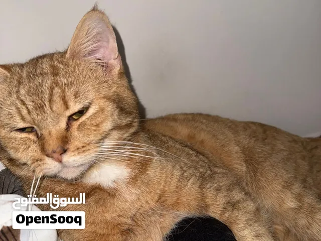 , Loves Playing , ginger cat , 10 months  للتبني