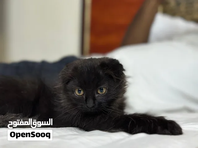 قطط سكوتيش